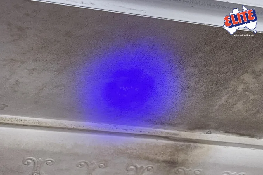 Mould Inspection in Brisbane: From first look to a written scope